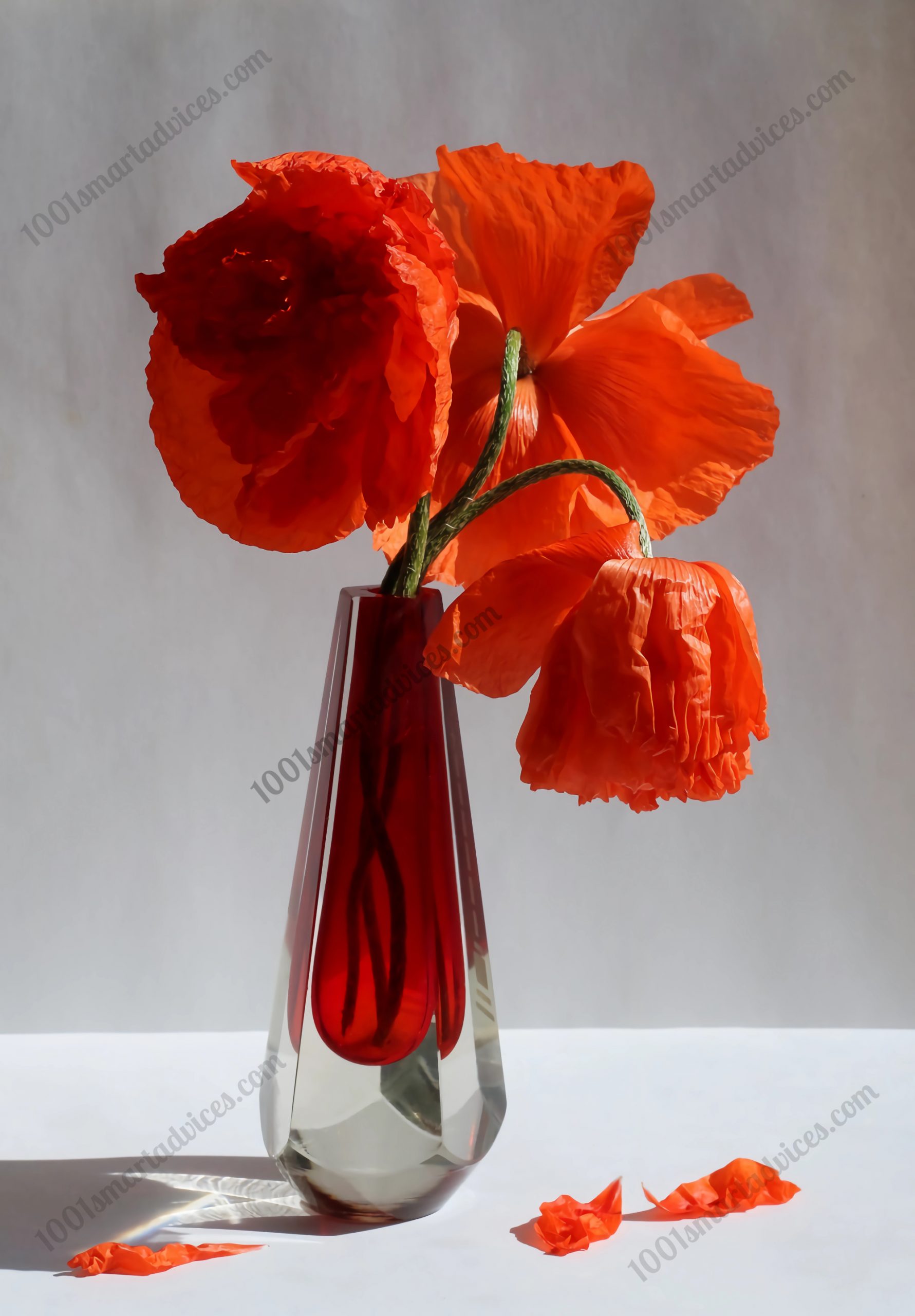 Poppies bouquet