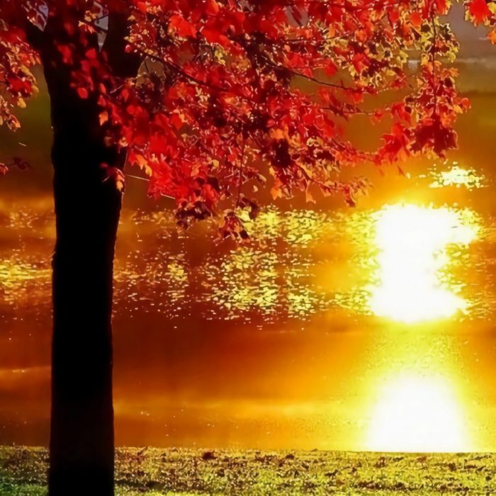 A Symphony of Autumn Colors: Digital Art Bundle