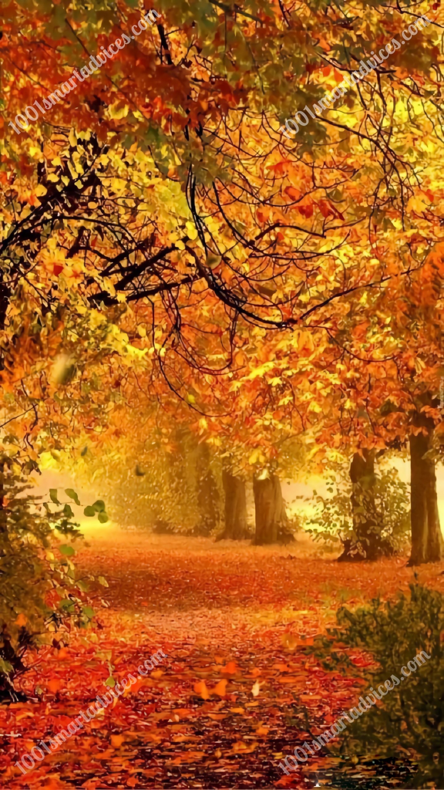 A Symphony of Autumn Colors: Digital Art Bundle - Image 5