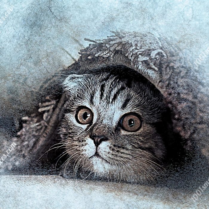 Curious Whiskers Peek-a-Boo