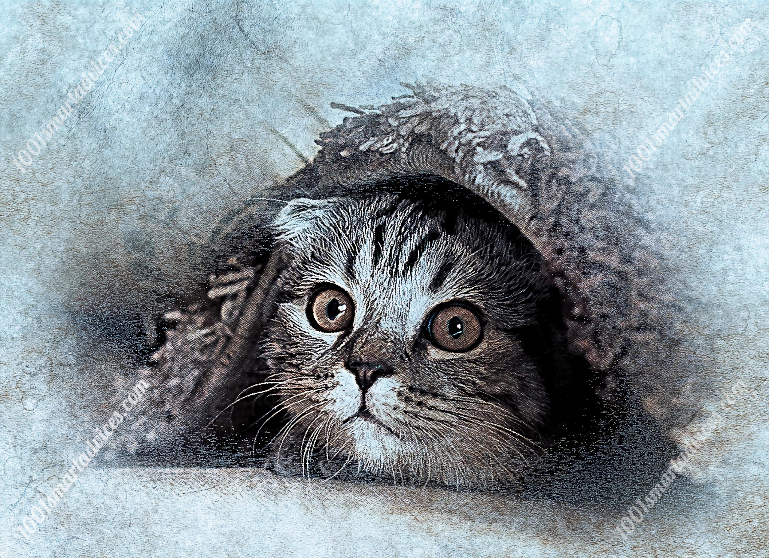 Curious Whiskers